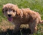 Small #12 Goldendoodle (Miniature)