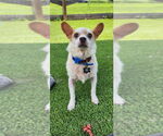 Small #3 Chihuahua Mix