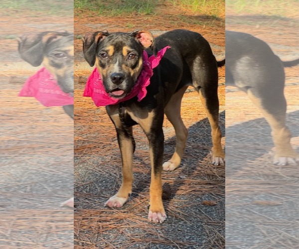 Medium Photo #3 Mutt Puppy For Sale in Shillington, PA, USA
