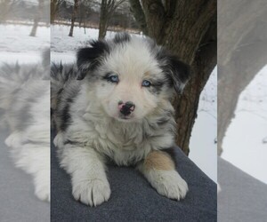 Australian Shepherd Puppy for sale in WILSON, NY, USA