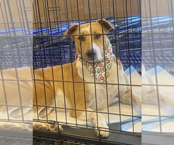 Medium Photo #3 Jack Russell Terrier-Rhodesian Ridgeback Mix Puppy For Sale in Virginia Beach, VA, USA