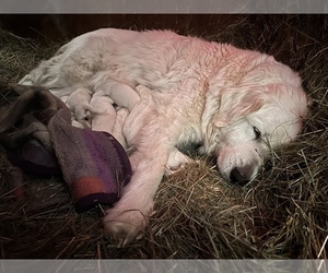 Mother of the Great Pyrenees puppies born on 01/30/2023