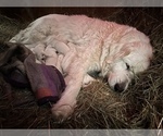 Small Photo #1 Great Pyrenees Puppy For Sale in BRASHER FALLS, NY, USA