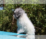 Small #19 Poodle (Toy)