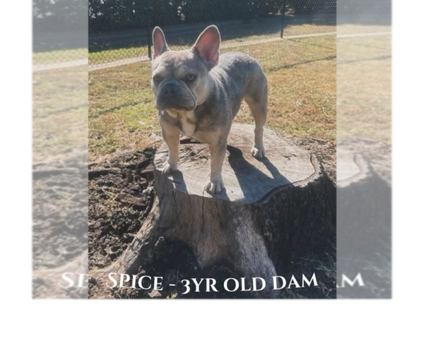 Medium Photo #1 French Bulldog Puppy For Sale in HUNTSVILLE, TX, USA