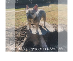 Mother of the French Bulldog puppies born on 04/20/2026