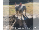 Small Photo #1 French Bulldog Puppy For Sale in HUNTSVILLE, TX, USA