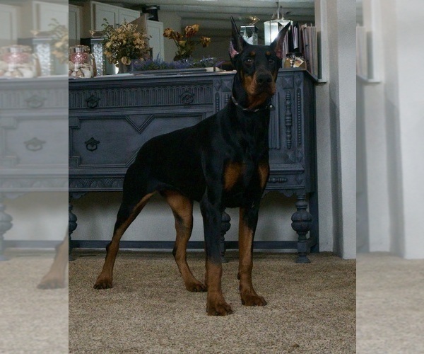 Medium Photo #11 Doberman Pinscher Puppy For Sale in WARSAW, IN, USA