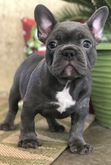 French Bulldog Puppy for sale in GUSTINE, CA, USA