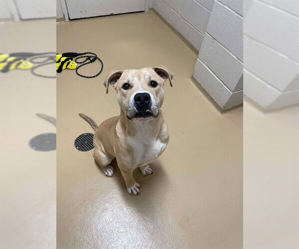 Medium Photo #2 Labrador Retriever-Unknown Mix Puppy For Sale in Pasadena, TX, USA