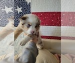 Small Photo #15 Miniature Australian Shepherd Puppy For Sale in CHEYENNE, WY, USA