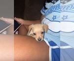 Small Chihuahua Mix