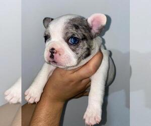French Bulldog Puppy for sale in ORLANDO, FL, USA