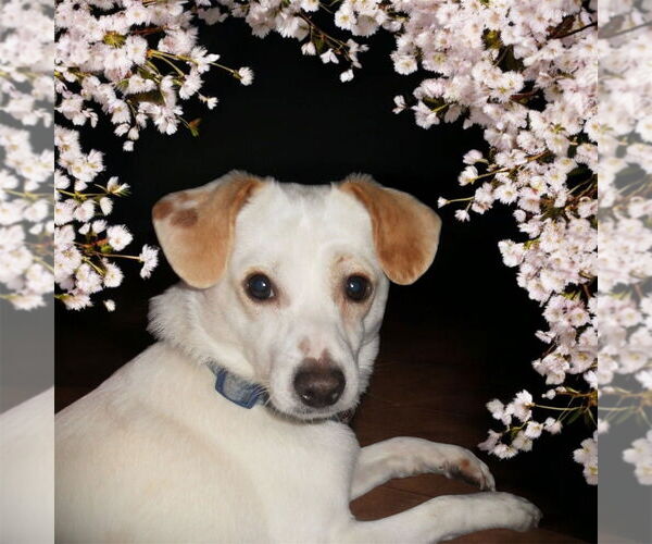 Medium Photo #7 Mutt Puppy For Sale in Bellingham, WA, USA