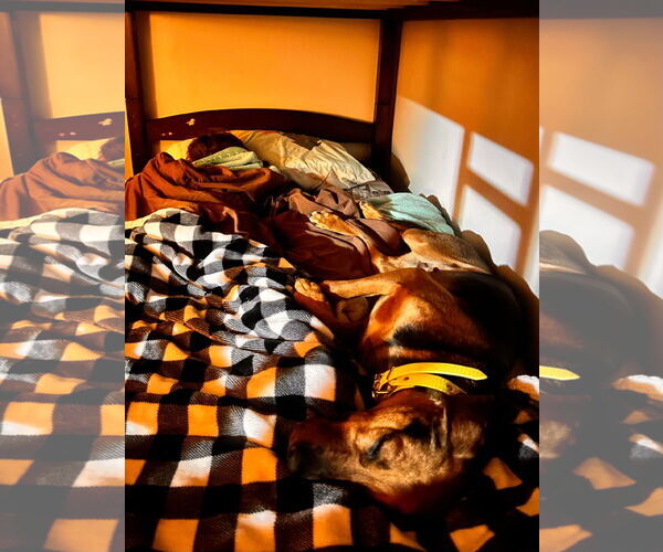 Medium Photo #3 Mutt Puppy For Sale in Rustburg, VA, USA