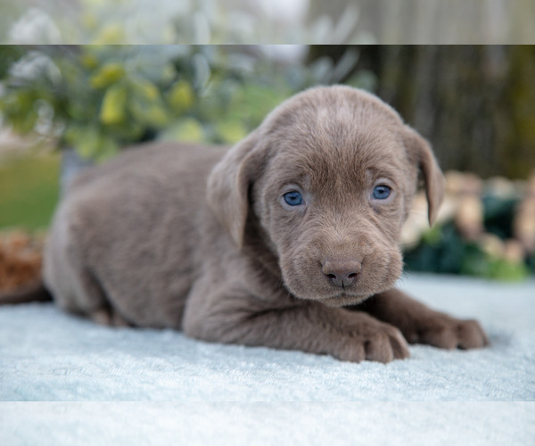 Medium Photo #3 Labrador Retriever Puppy For Sale in HOLMESVILLE, OH, USA