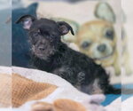 Small #4 Dachshund-Miniature Schnauzer Mix
