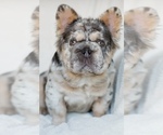 Small #2 French Bulldog