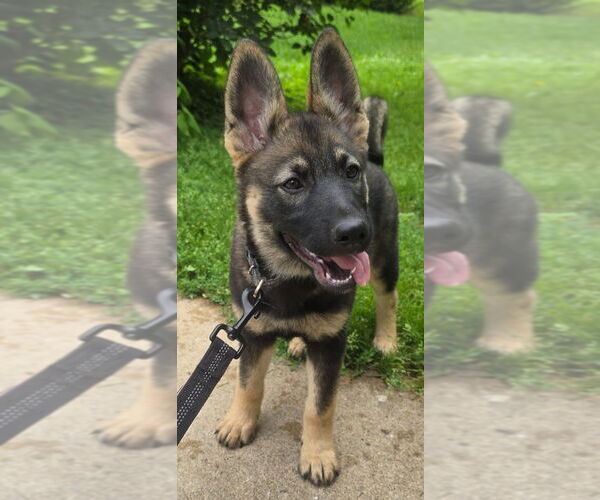 Medium Photo #1 German Shepherd Dog-Norwegian Elkhound Mix Puppy For Sale in Minneapolis, MN, USA