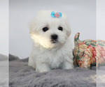 Small #1 Maltese