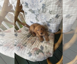 Goldendoodle Puppy for sale in SATSUMA, FL, USA