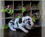 Small #2 Great Dane
