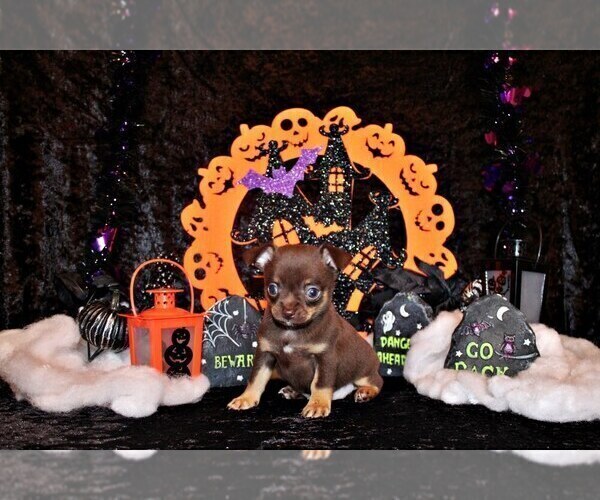 Medium Photo #1 Chihuahua Puppy For Sale in CHARLESTON, AR, USA