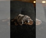 Small #8 Dachshund
