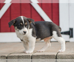 Small #2 Pembroke Welsh Corgi
