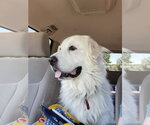 Small #5 Great Pyrenees