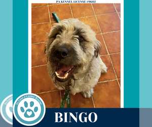 Mutt Dogs for adoption in Kimberton, PA, USA