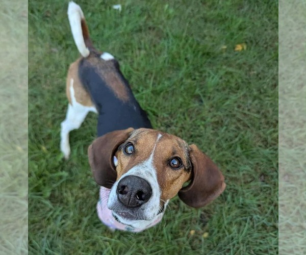 Medium Photo #5 Treeing Walker Coonhound-Unknown Mix Puppy For Sale in Brooklyn Center, MN, USA
