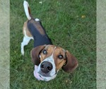 Small #4 Treeing Walker Coonhound Mix
