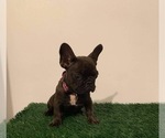 Small Photo #3 French Bulldog Puppy For Sale in CHULA VISTA, CA, USA