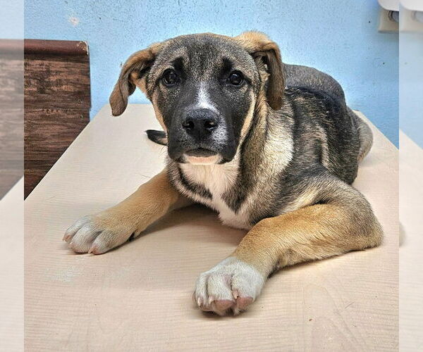 Medium Photo #16 Mutt Puppy For Sale in Lake Forest, CA, USA