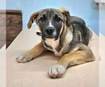 Small #15 Mutt