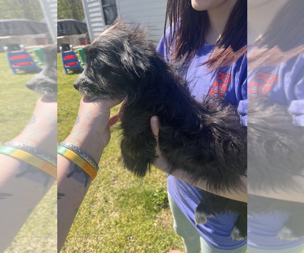 Medium Photo #3 Eskipoo (Miniature) Puppy For Sale in LAFAYETTE, MS, USA