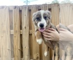 Puppy 1 Australian Shepherd-Border-Aussie Mix