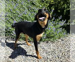 Small #3 Doberman Pinscher Mix