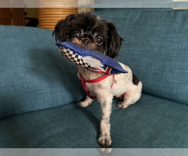 Medium Photo #3 Shih Tzu Puppy For Sale in Pacifica, CA, USA