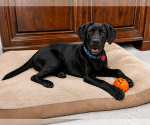 Labrador Retriever Dogs for adoption in Clovis, CA, USA