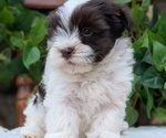 Small Photo #72 Havanese Puppy For Sale in GOSHEN, IN, USA