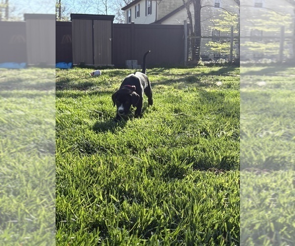 Medium Photo #5 Great Dane-Sheepadoodle Mix Puppy For Sale in EGG HARBOR CITY, NJ, USA