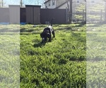 Small Photo #20 Great Dane-Sheepadoodle Mix Puppy For Sale in EGG HARBOR CITY, NJ, USA