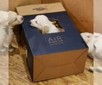 Small Photo #16 English Cream Golden Retriever Puppy For Sale in BEREA, KY, USA
