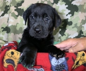Labrador Retriever Puppy for sale in SPOTSYLVANIA, VA, USA