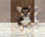 Small Photo #2 Pembroke Welsh Corgi Puppy For Sale in MARTINSVILLE, IN, USA