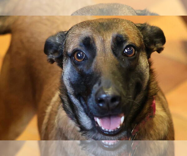 Medium Photo #1 Mutt Puppy For Sale in Berkeley, CA, USA