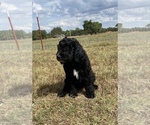Small Photo #8 Labradoodle Puppy For Sale in HARRAH, OK, USA