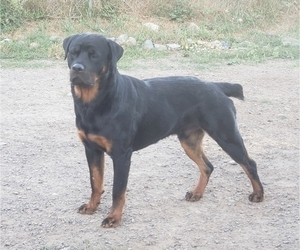 Father of the Rottweiler puppies born on 09/02/2021